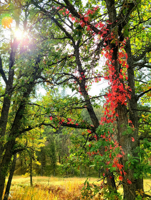 Autumn Harvest