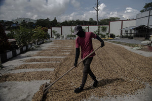 Sumatra Mandheling